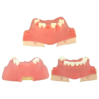 Стоматологический инструмент Модель зубов в верхнечелюстной пазухе Обучение студентов-стоматологов Обучающая модель